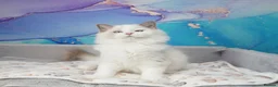 Ragdoll cats for sale: blue bicolour boys and girls available  - Advert 14