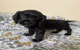 Cocker Spaniel dogs for sale: REDUCED KC Cocker Spaniel Boy £700 - Image 13