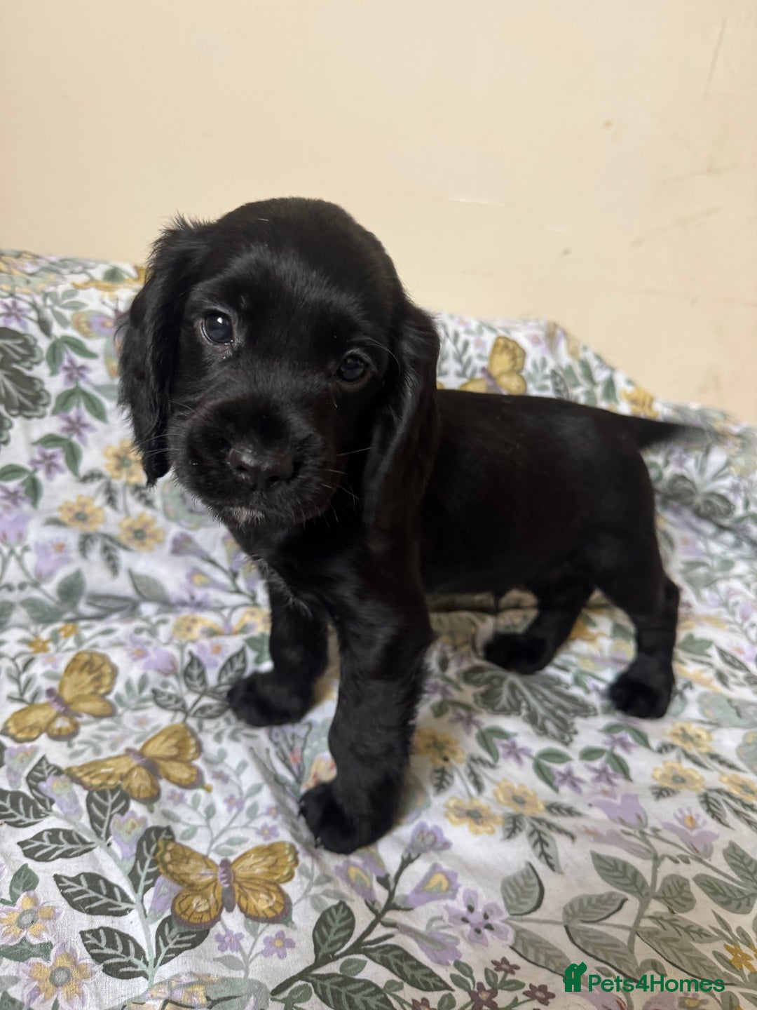 Cocker Spaniel dogs for sale: REDUCED KC Cocker Spaniel Boy £700 - Image 13