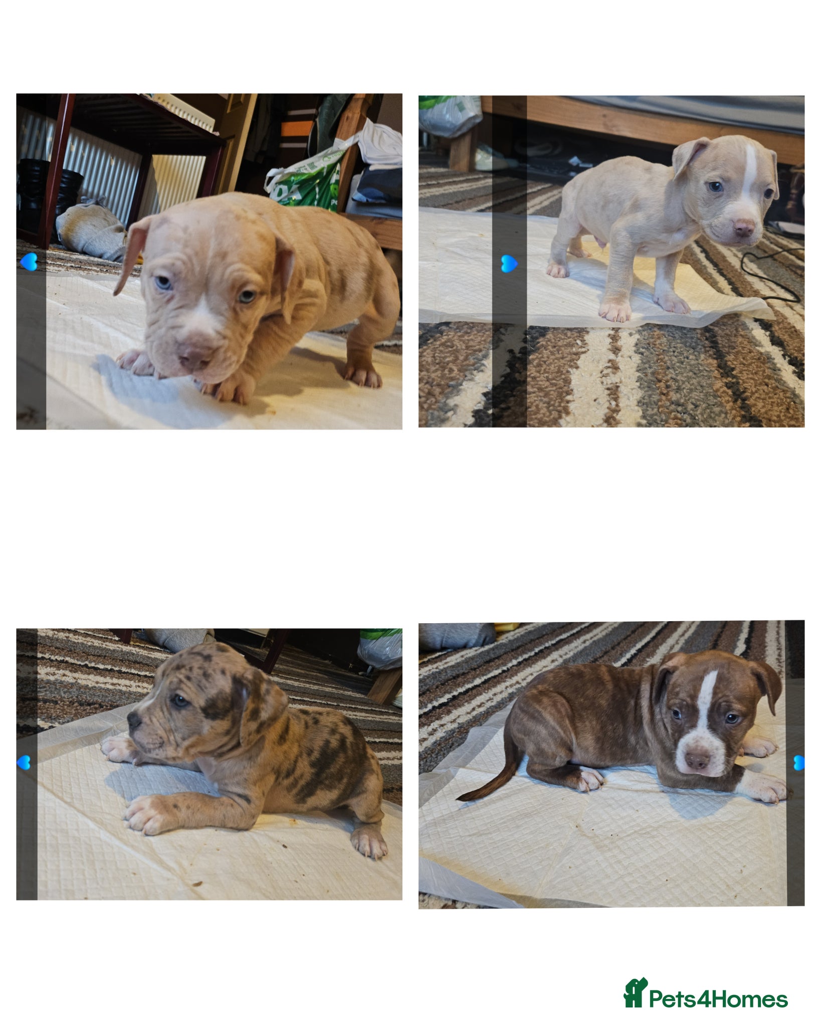 American Bully dogs American bully  - Advert 2