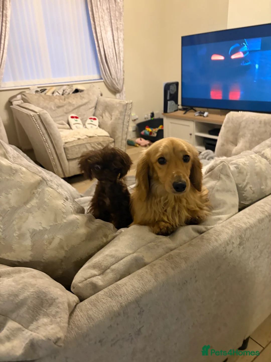 Miniature Dachshund dogs for stud: incredible cream long haired stud boy - Advert 1