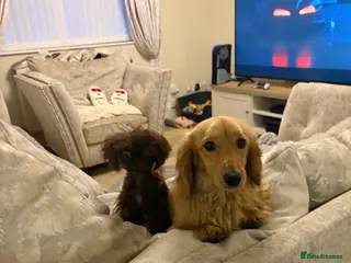 Miniature Dachshund dogs incredible cream long haired stud boy - Advert 4