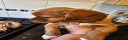 Cavalier King Charles Spaniel dogs for sale: Beautiful cavalier king Charles spaniel puppies  - Advert 28