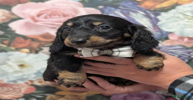 Dachshund dogs - Advert 16