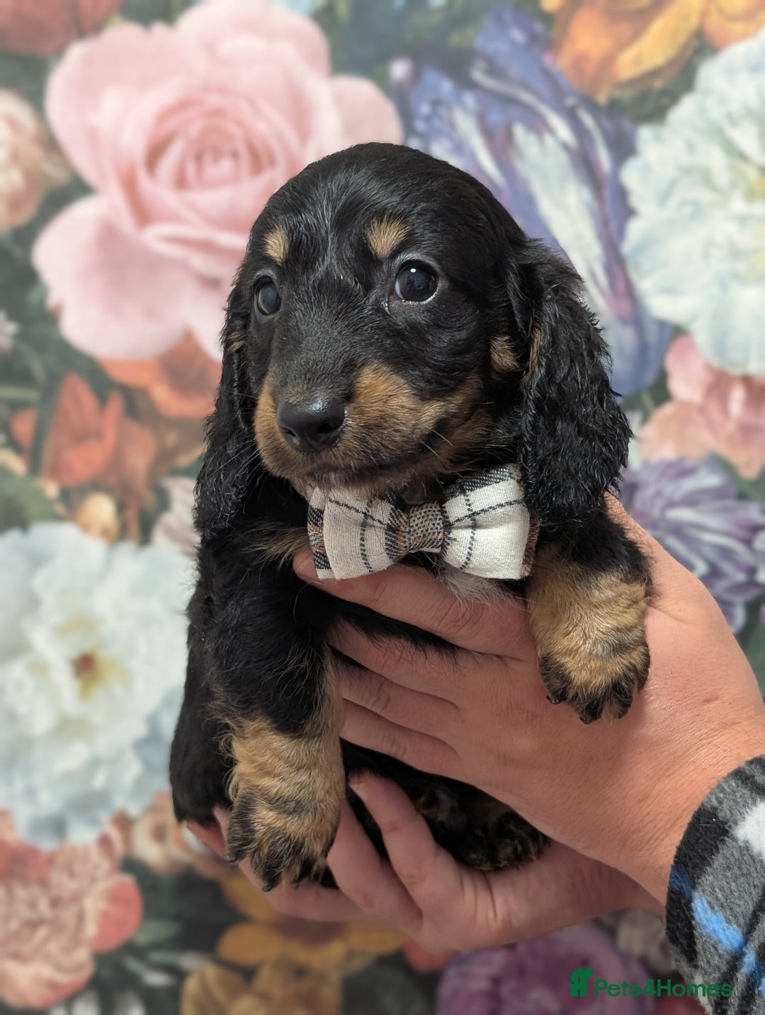 Dachshund dogs for sale: Miniature dachshund  - Image 2
