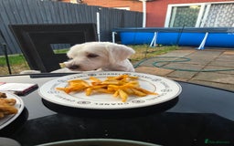 Bichon Frise dogs for sale: Four gorgeous boys and two wonderful girls - Image 11