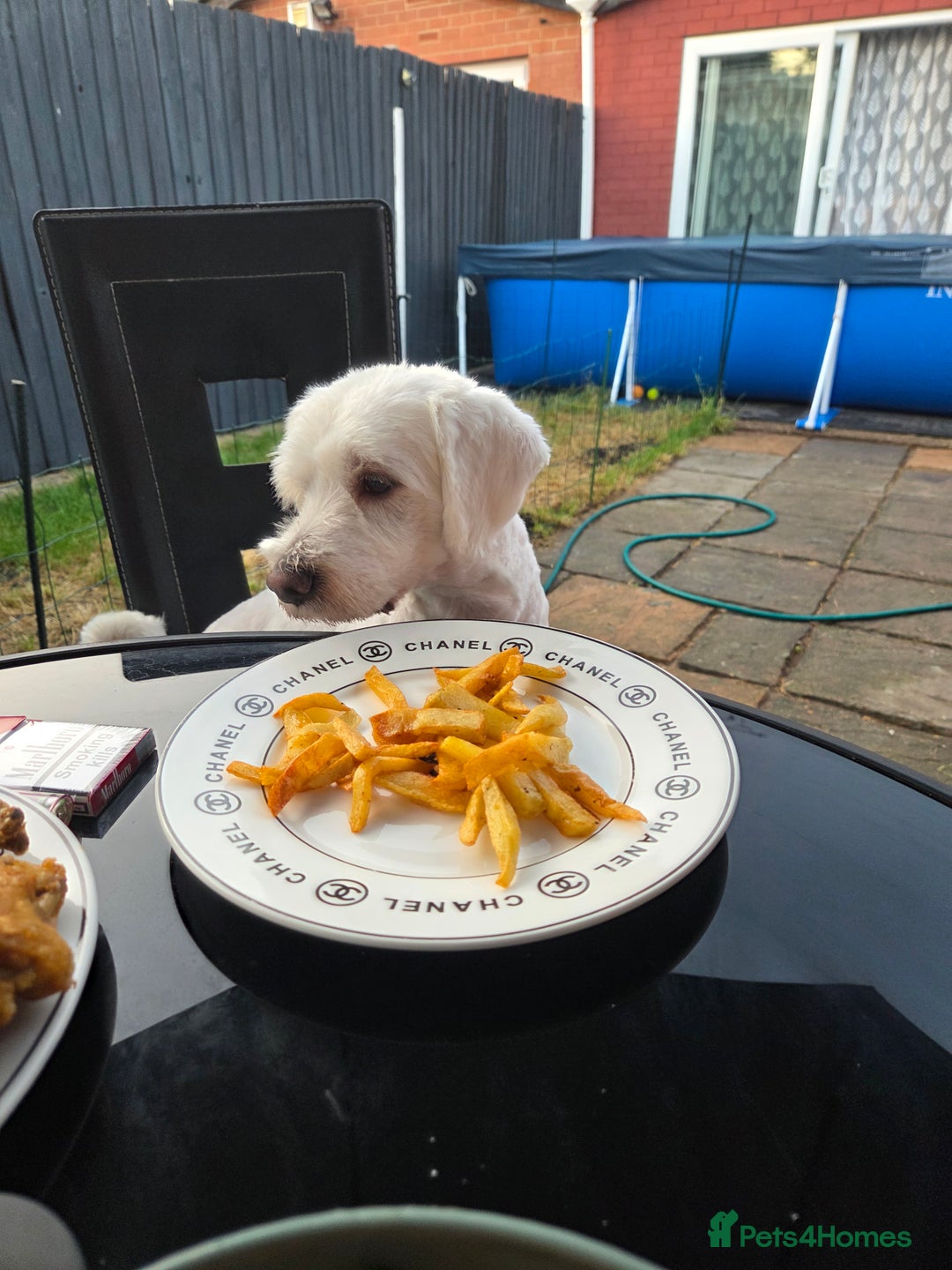 Bichon Frise dogs for sale: Four gorgeous boys and two wonderful girls - Image 11