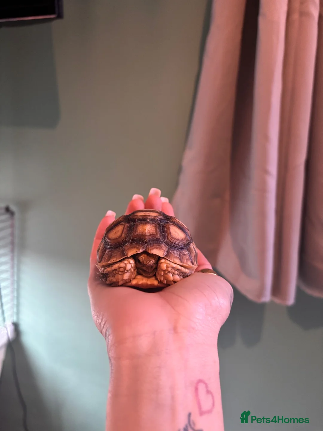 Tortoise reptiles for sale: Sulcata tortoise baby in Swansea - Advert 2