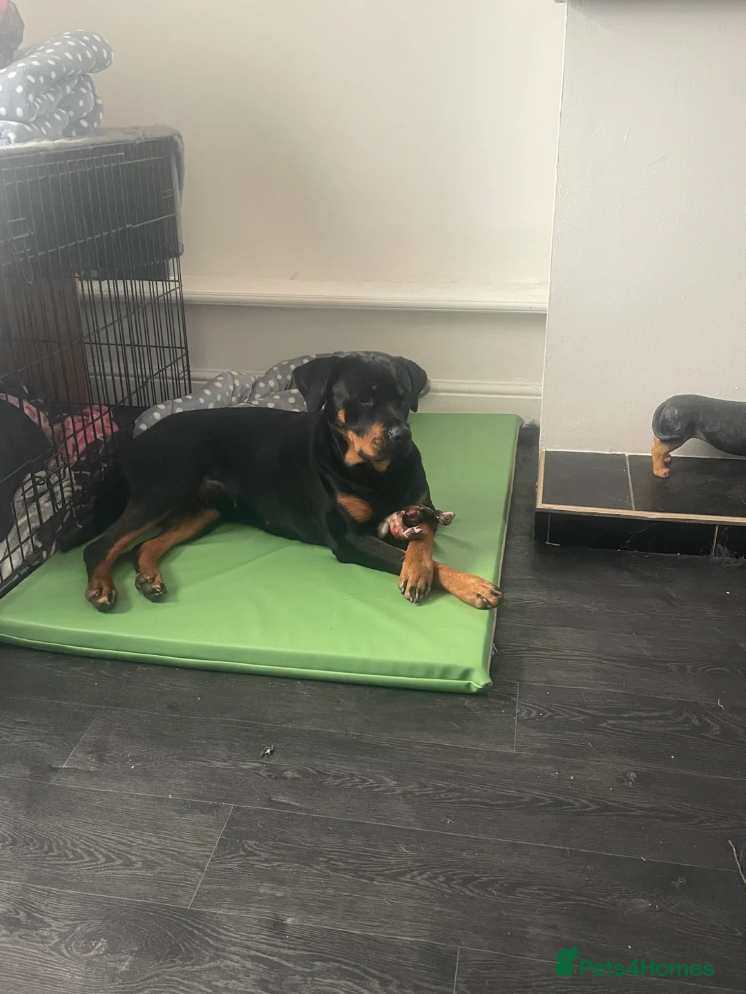 Rottweiler dogs for sale: Female Rottweiler 17mth old in Pontyclun - Advert 5
