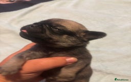 Pug dogs for sale: Pug Puppies  - Image 7