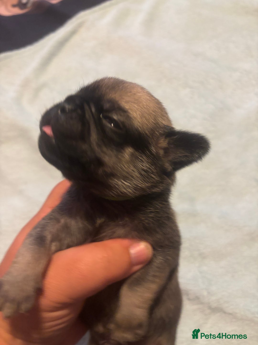 Pug dogs for sale: Pug Puppies  - Image 7