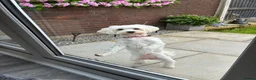 Mixed Breed dogs for sale: 2 year old Maltese cross  in Manchester - Advert 3