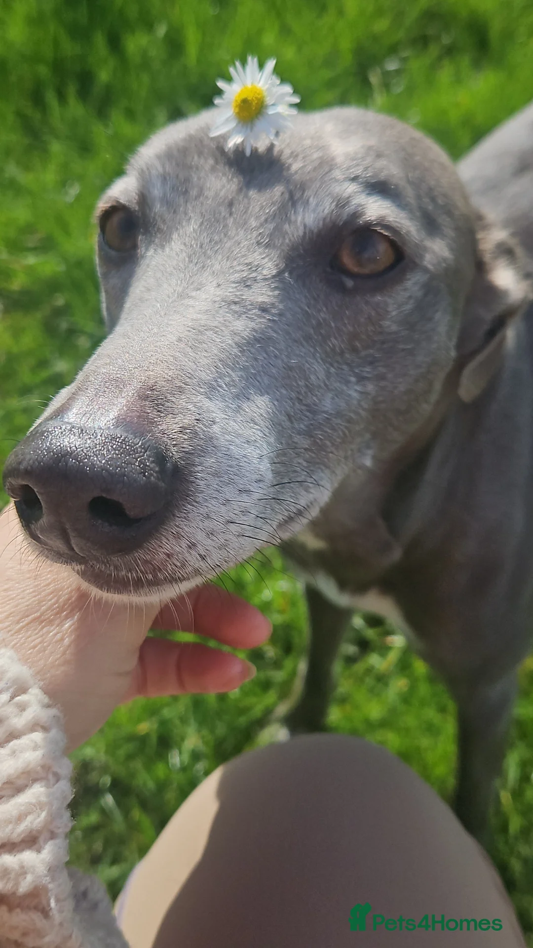 Whippet dogs for stud: Stud ..my boy socks - Advert 10