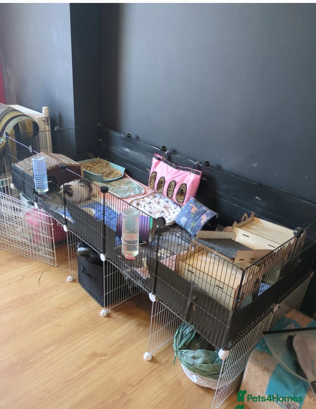 Guinea Pig rodents for sale: 4 sisters guinea pigs - Advert 5