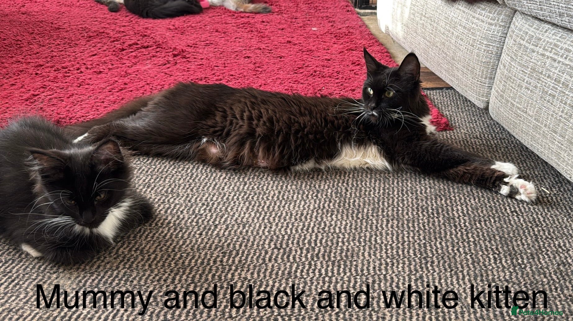 Maine Coon cats TICA ACTIVE MAINE COON BOY - LAST ONE REMAINING 😻 - Advert 2