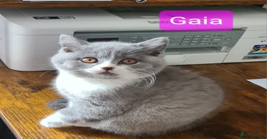 British Shorthair cats - Advert 4