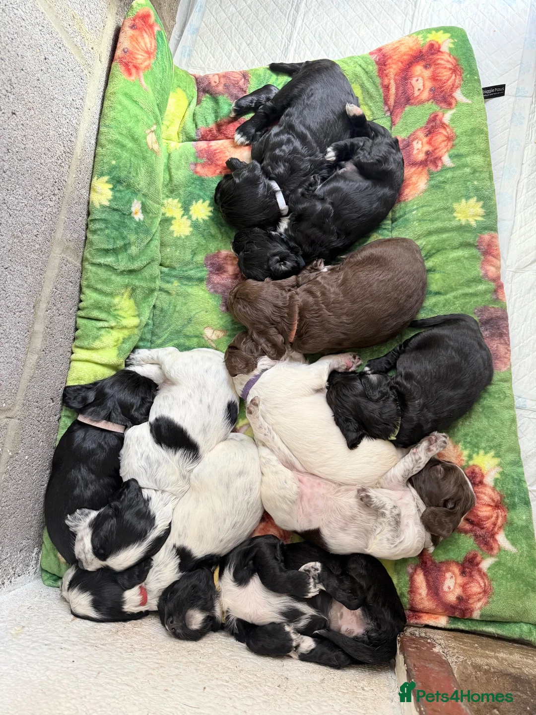 Cocker Spaniel dogs for sale: Beautiful Cocker Spaniel Puppies - Advert 1