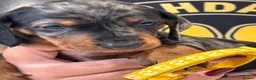 Dachshund dogs for sale: Stuning Kc registered dachshund puppies - Advert 16