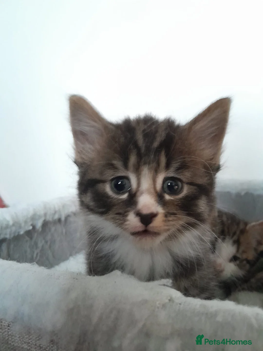 British Shorthair cats for sale: Kittens in Bristol - Advert 5