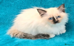 Ragdoll cats for sale: PEDIGREE GCCF REG CHAMPION LINE RAGDOLL KITTENS - Image 30