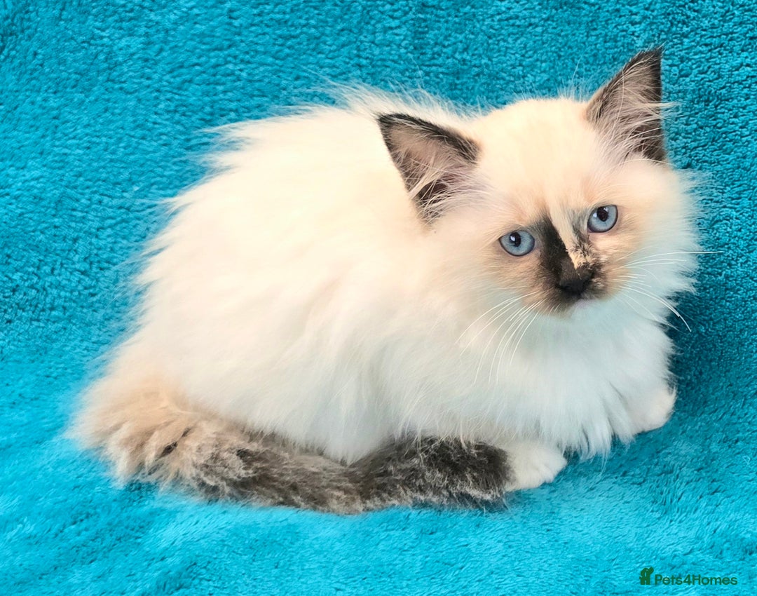 Ragdoll cats for sale: PEDIGREE GCCF REG CHAMPION LINE RAGDOLL KITTENS - Image 30