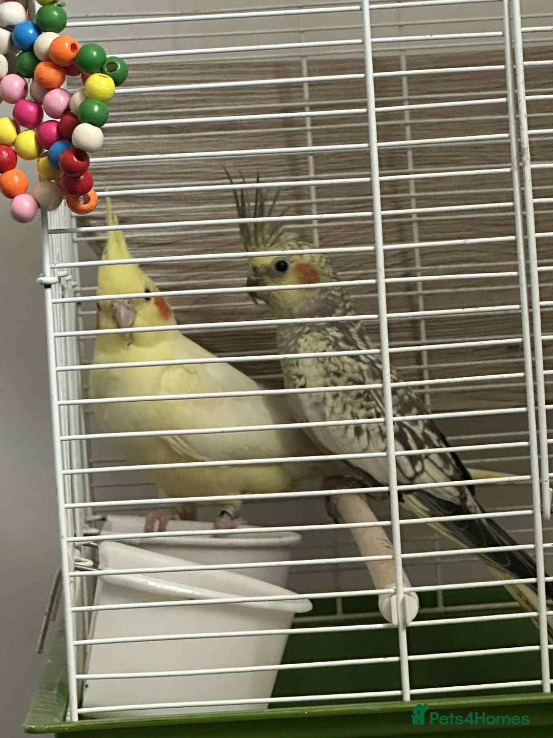 Cockatiels birds for sale: 1 male 1 female with cage and food - Image 4