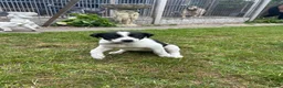 Mixed Breed dogs for sale: Australian cattle dog X Collie Greyhound  - Advert 5
