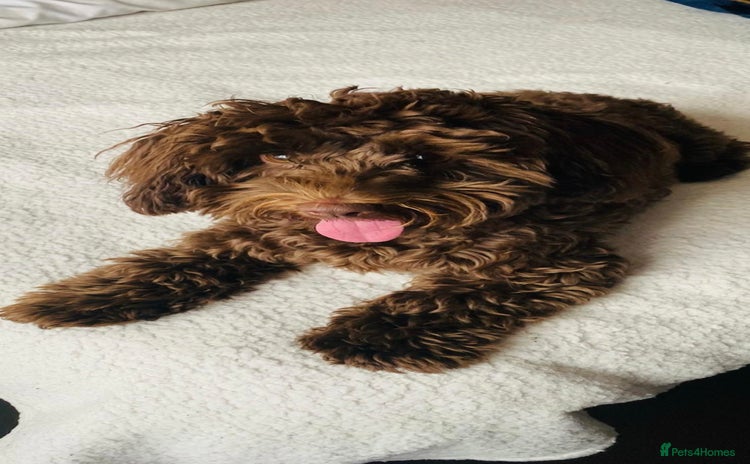 Mixed Breed dogs - Advert 2