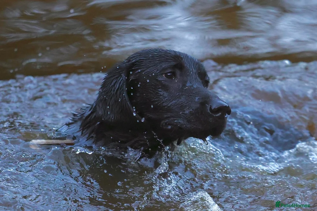 Labrador Retriever dogs for stud: Braemossrose Samson at Stud - Advert 2