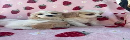 Cavapoo dogs for sale: Cavapoo puppies - Advert 6