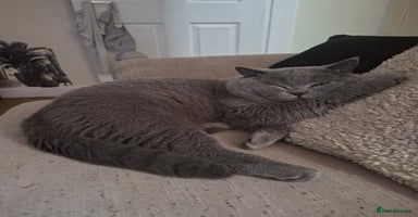 British Shorthair cats - Advert 16