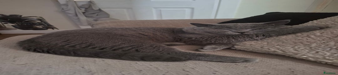 British Shorthair Kitten 2