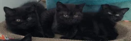 British Shorthair cats for sale: Beautiful Black BSH Kittens £995 GCCF ready 18/9 - Advert 6