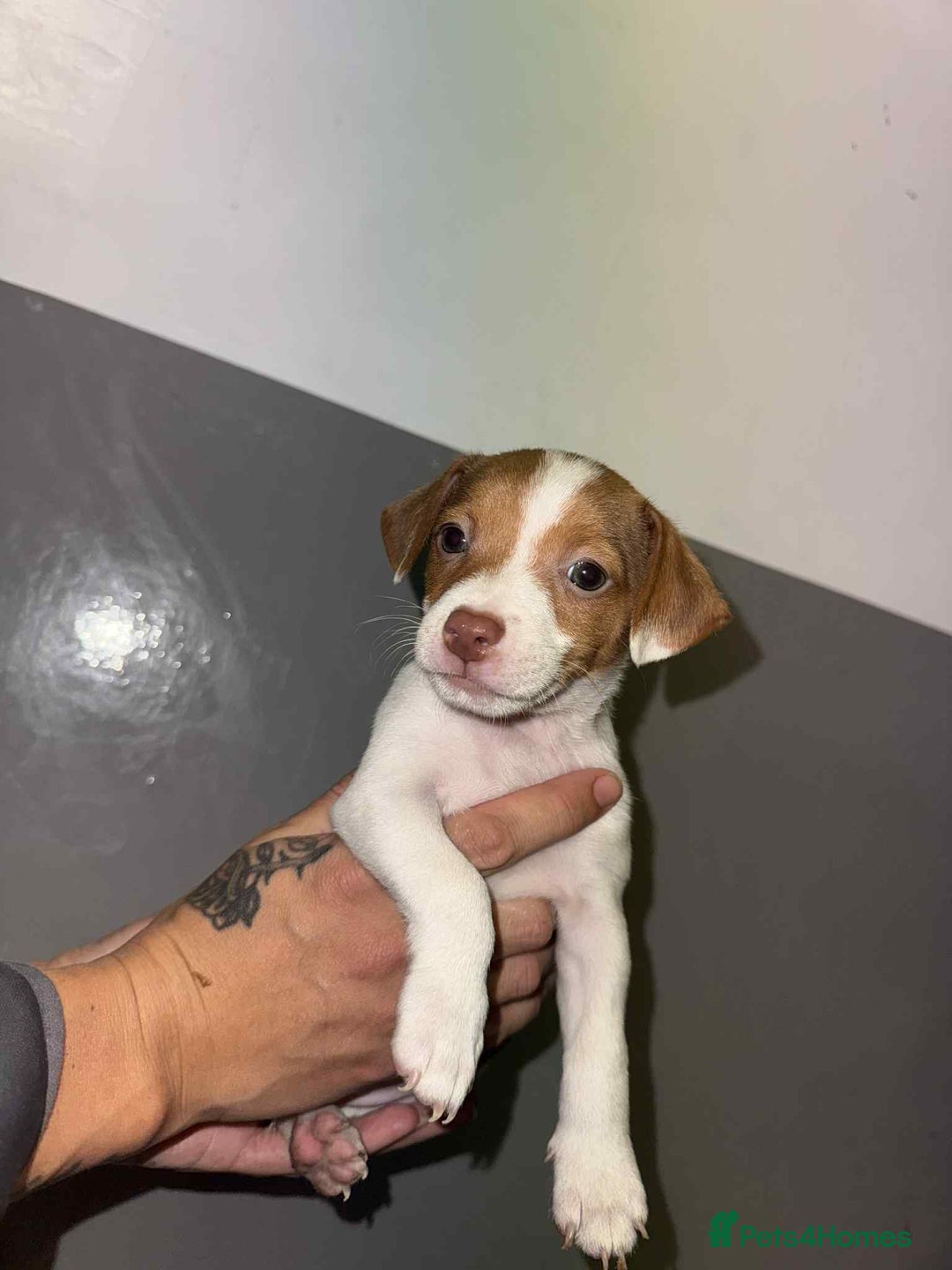 Patterjack dogs for sale: Patterjack/jackrussel - Image 26