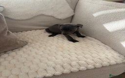 Staffordshire Bull Terrier dogs for sale: KC Registered Staffordshire Bull Terrier Puppies - Image 4