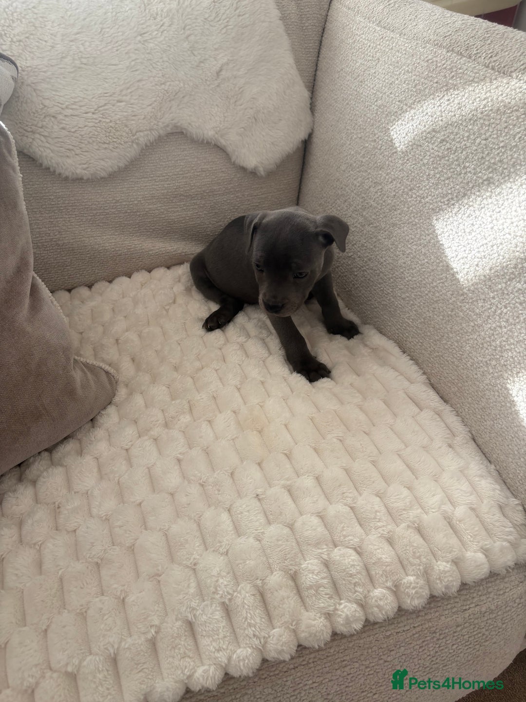 Staffordshire Bull Terrier dogs for sale: KC Registered Staffordshire Bull Terrier Puppies - Image 4