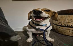 Beagle dogs for adoption: DOUG – 2 years old, Male, Beagle Boy - Advert 1