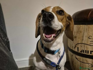 Beagle dogs DOUG – 2 years old, Male, Beagle Boy - Advert 1