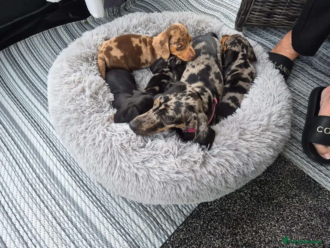 Miniature Dachshund dogs for sale: Miniature dachshund puppies - Advert 15