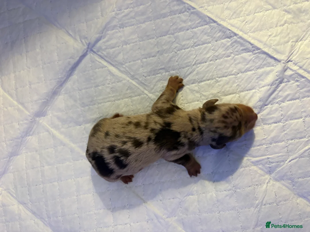 Miniature Dachshund dogs for sale: X6 beautiful miniature dachshunds for sale - Advert 2