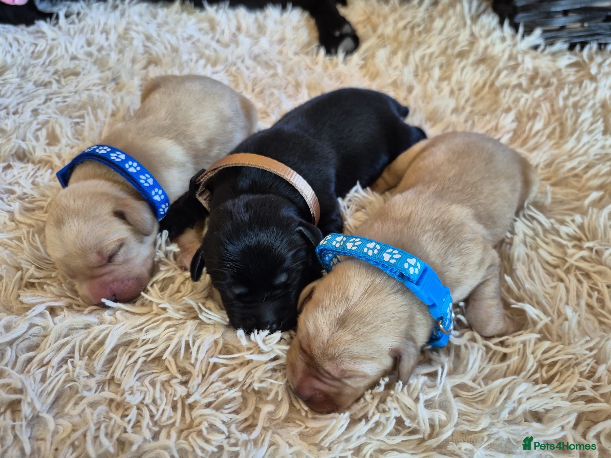 Labrador Retriever dogs Pedigree Labrador Puppies ready 10th September  - Advert 8