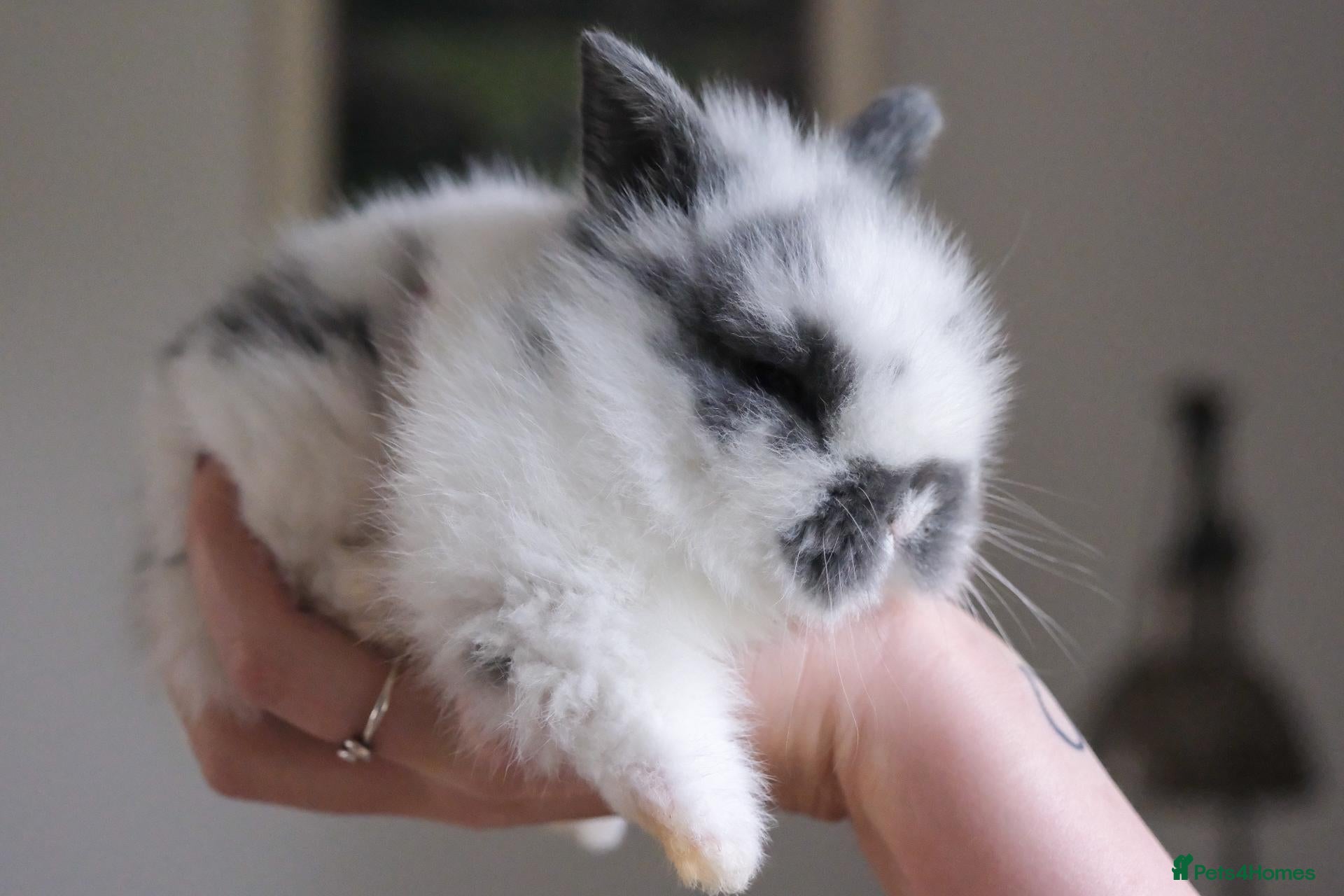 Lionhead rabbits 🐇Beautiful LionHead Rabbits 🐇 - Advert 17