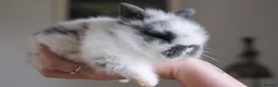 Lionhead rabbits for sale: 🐇Beautiful LionHead Rabbits 🐇 in Diss - Advert 1