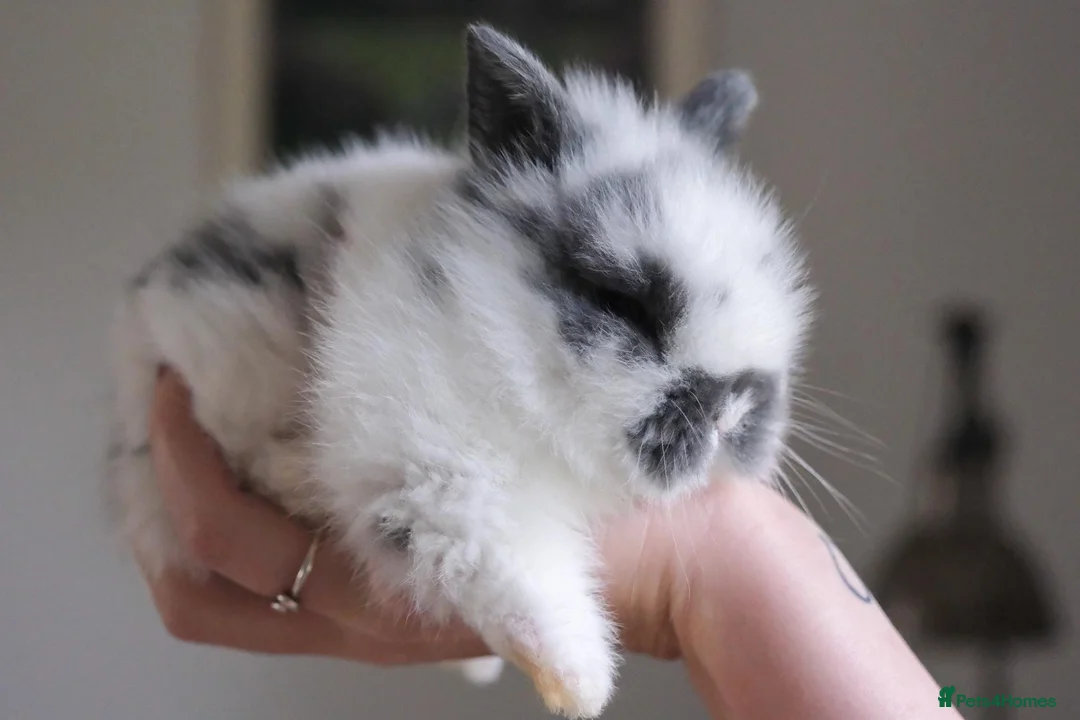 Lionhead rabbits for sale: 🐇Beautiful LionHead Rabbits 🐇 in Diss - Advert 1