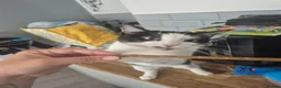 Domestic Shorthair cats for sale: Domestic short-haired female 6 yrs  in Plymouth - Advert 4