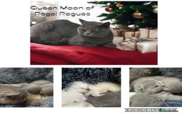 British Shorthair cats for sale: RARE OPPORTUNITY blue GCCF ACTIVE female stunning  - Image 5