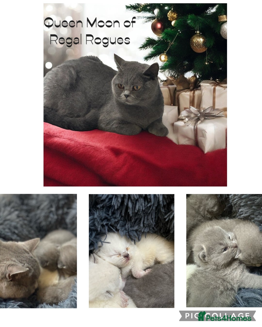 British Shorthair cats for sale: RARE OPPORTUNITY blue GCCF ACTIVE female stunning  - Image 5