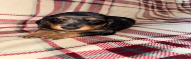 Dachshund Puppy 2