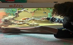 Bearded Dragon reptiles for sale: Super friendly bearded dragon - Image 6