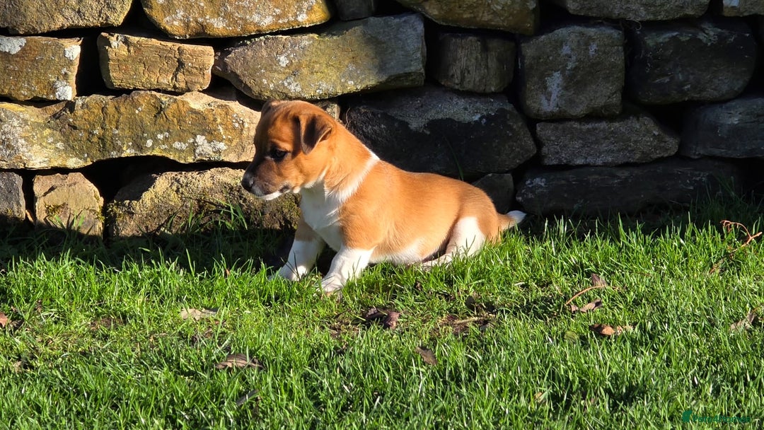 Jack Russell dogs for sale: Excellent pure bred working mini Jack Russell pups - Image 6
